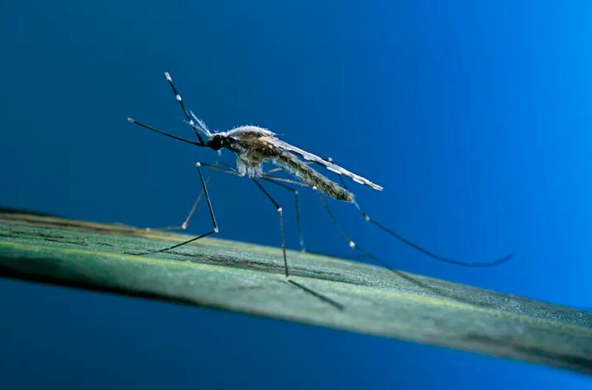 Some evidence suggests that malaria mosquitoes are becoming resistant to insecticides.