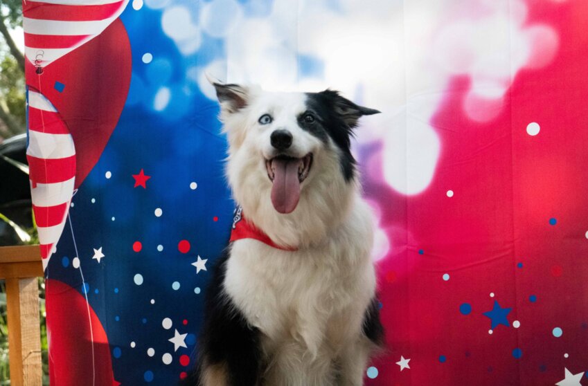 With 5,684 votes cast, the 10-year-old border collie named Asher took the seat.