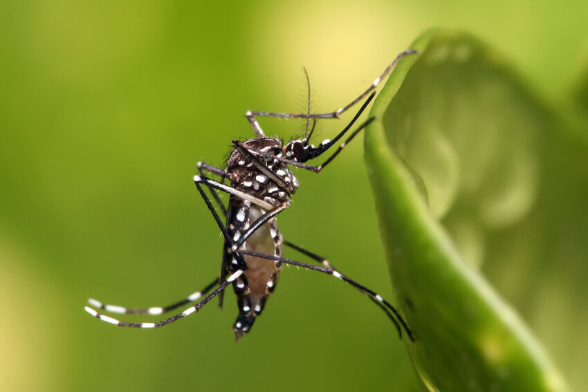 Aedes aegypti is an invasive mosquito now found in tropical, sub-tropical, and temperate regions across the globe. Aedes aegypti spreads dengue, Zika, chikungunya, and yellow fever.