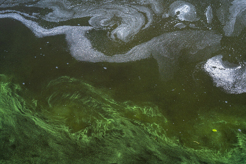 Lake Guard Oxy test on a blue-green algae bloom in the Caloosahatchee River.