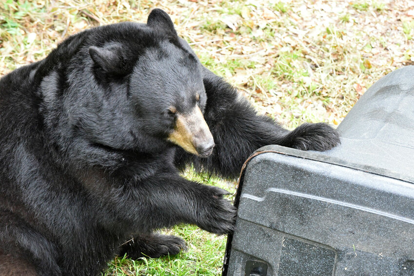 A Florida black bear tries to break into a trash can.