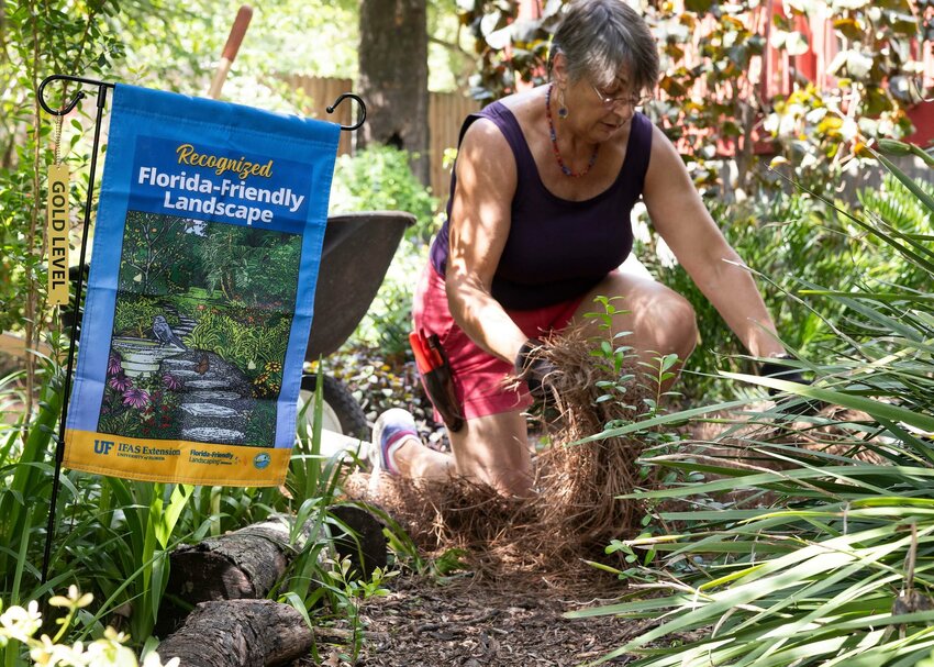 A homeowner spreads pine straw in her yard.
