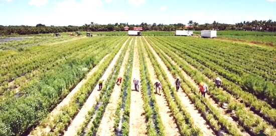 Outdoor workers in a field in Miami-Dade County.