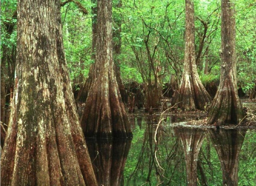 Florida’s Green Swamp is a treasure of cypress domes and forested wetlands.