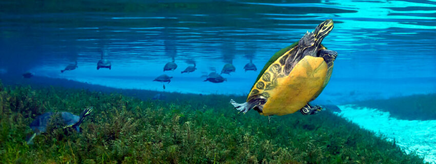 “Forever Blue” Turtles swim in the clear water of Ruth Kirby Gilchrist Blue Springs State Park.