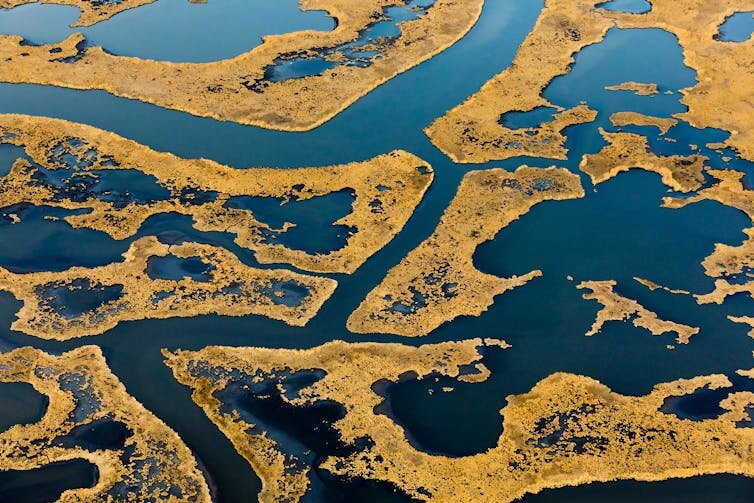 Wetlands at Blackwater National Wildlife Refuge in Maryland show signs of &lsquo;pitting,&rsquo; where areas of cordgrass have converted to open water.