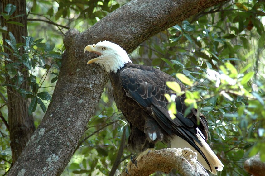The population of Florida’s bald eagles dropped dramatically because of DDT.