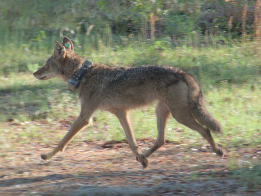 A coyote roams the Tall Timbers Livingston Place Property in Jefferson County.