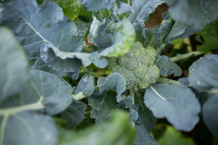 Broccoli on the plant. Photo taken 11-02-20.