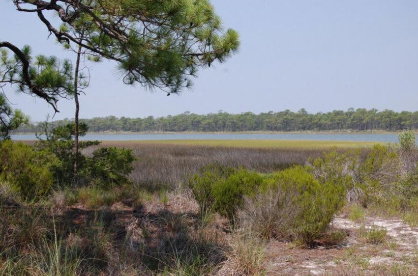 As sea levels rise, salt marshes naturally retreat landward. However, movement can be hindered by natural barriers or human-made structures, like roads and buildings.