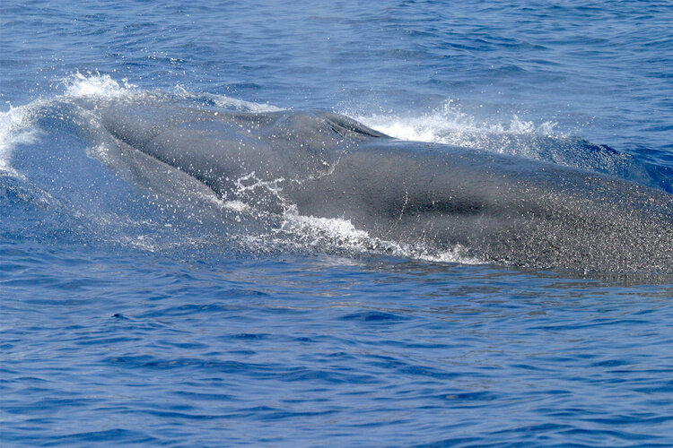 A Rice’s whale, the recently discovered species that lives only in the Gulf of Mexico. They’re on the endangered species list.