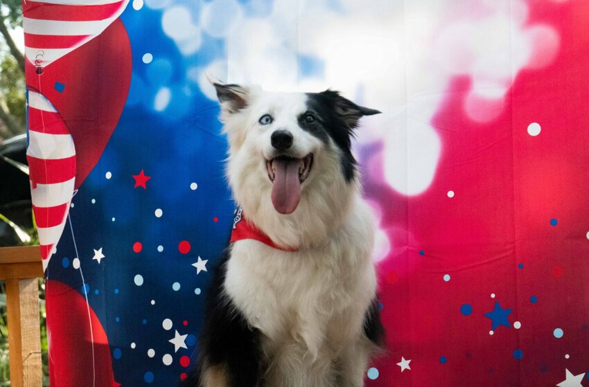 With 5,684 votes cast, the 10-year-old border collie named Asher took the 2023 Apopka Dog Mayor title.