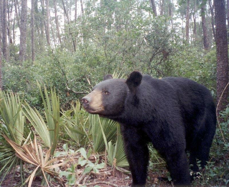 The Florida black bear isn’t as large as its Western relative and tends to shy away from humans — but a legislator claimed some have attacked people while on crack.