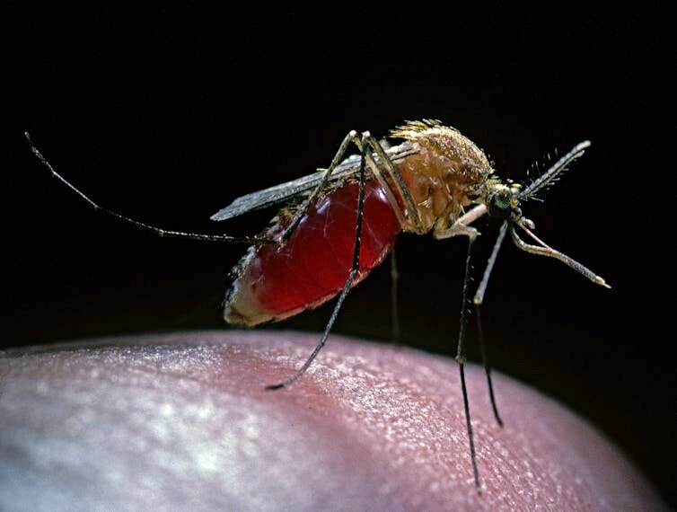 Mosquitoes are responsible for transmitting the West Nile virus to humans.