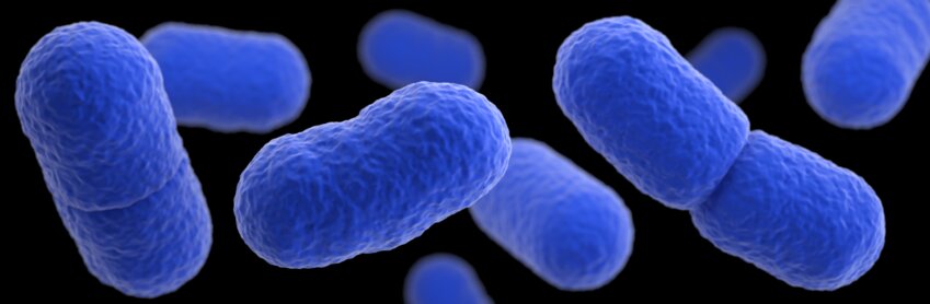 Listeria monocytogenes bacteria.