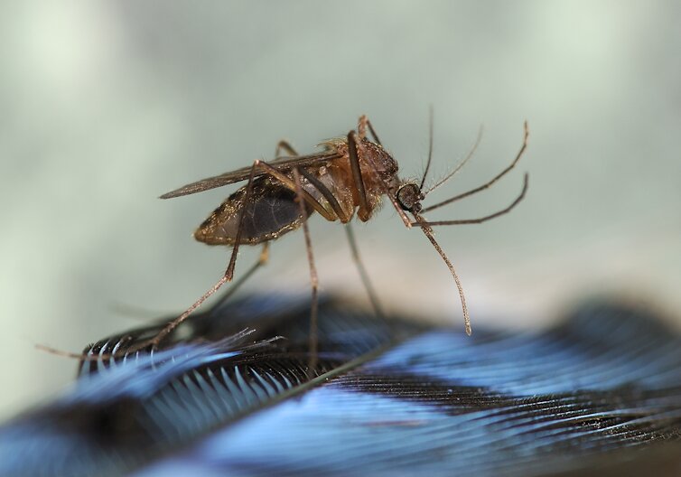 The “black-legged” or “black-tailed” mosquito is known for infecting humans with the EEE virus.