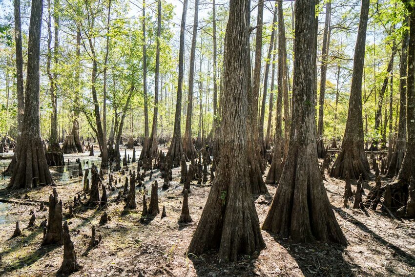 The Green Swamp is the source of four rivers, but traffic problems have caused Polk to consider building a road across it.