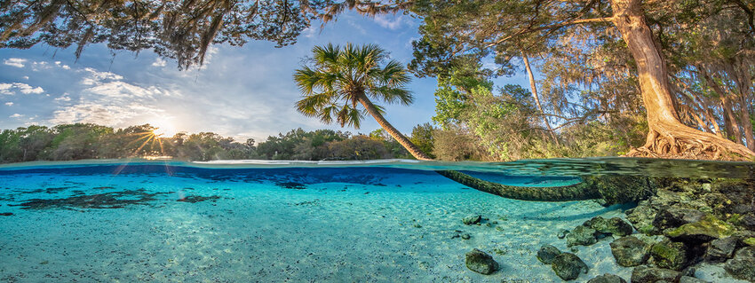 Silver Glen Springs in Ocala is renowned for its crystal-clear waters. Other springs are suffering.