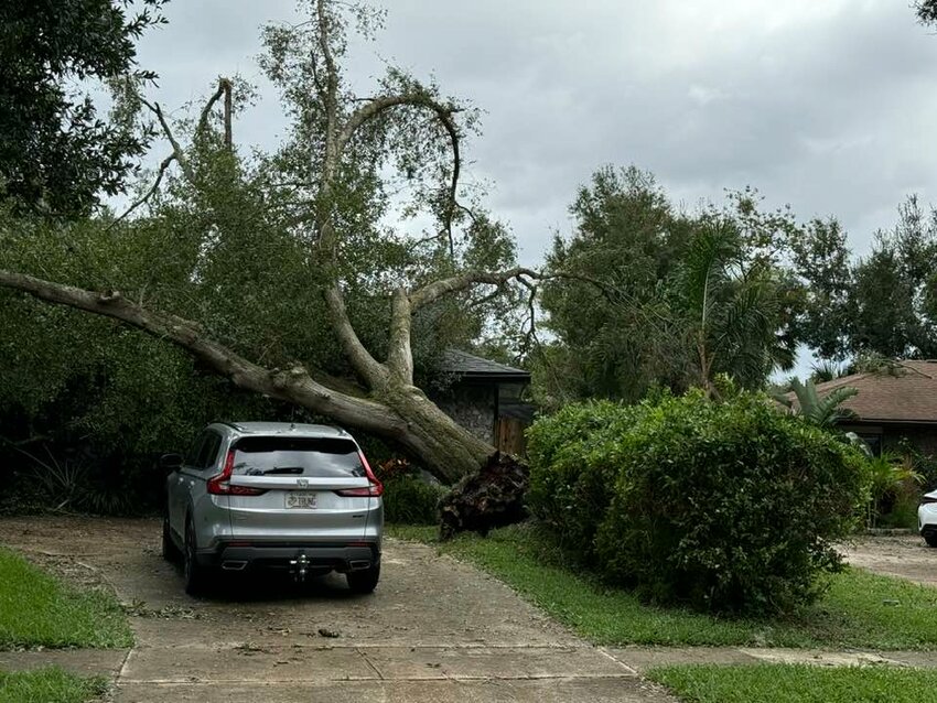 Tree on a house along Canterclub in Wekiva.