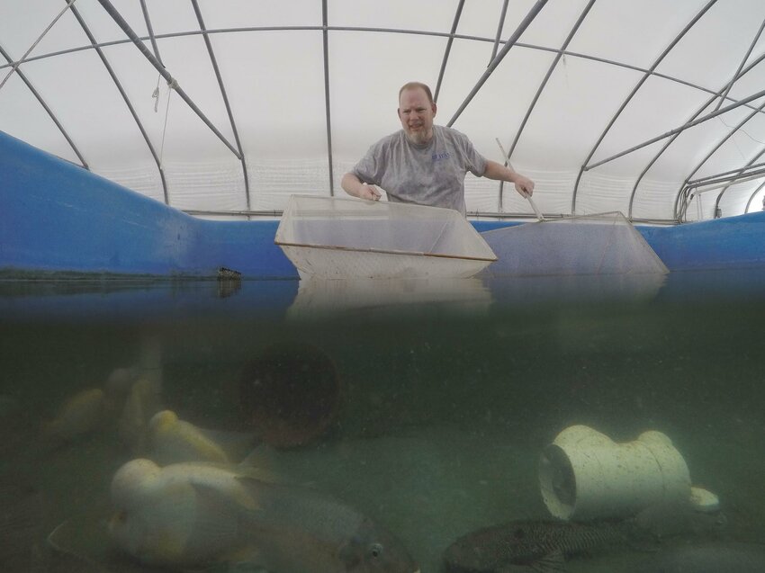 At UF/IFAS Tropical Aquaculture Laboratory this temperature-controlled experimental system is used to determine cold tolerance for estimating potential spread of non-natives. This is an important tool for risk assessments.