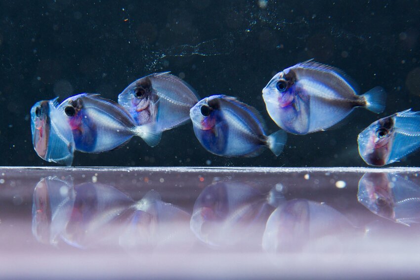 Adult blue tang fish swimming in captivity at the UF/IFAS Tropical Aquaculture Lab.