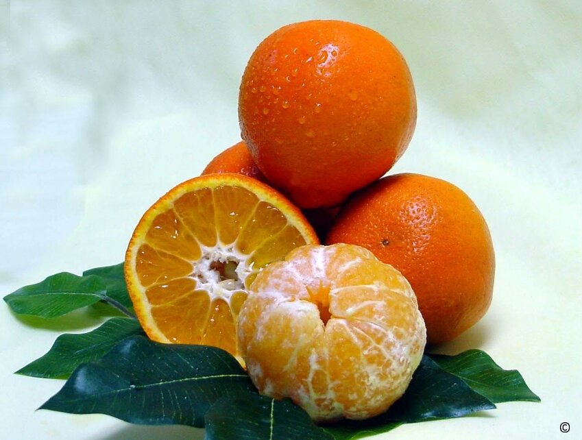 Sugar Belle citrus cultivar.  Mix of sweet Clementine and Minneola varieties.  UF cultivars, oranges, citrus.