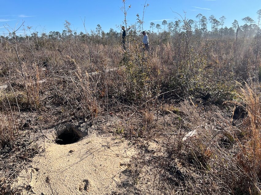 The Ellaville Tract of the Twin Rivers State Forest holds hundreds of gopher tortoise burrows like this one, along with white tail deer and other wildlife.