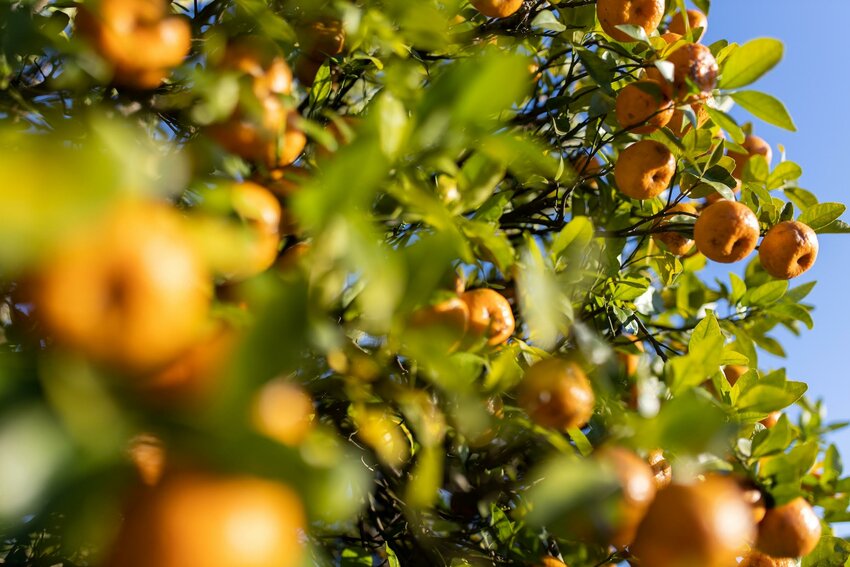 With the citrus industry at a crossroads, growers are looking for any solution to cope with the deadly citrus greening disease. Scientists see genetic editing as one potential avenue to rescue Florida’s signature crop, and consumer perceptions of the technology are key. The University of Florida will conduct a survey to gauge consumer preferences in this area.