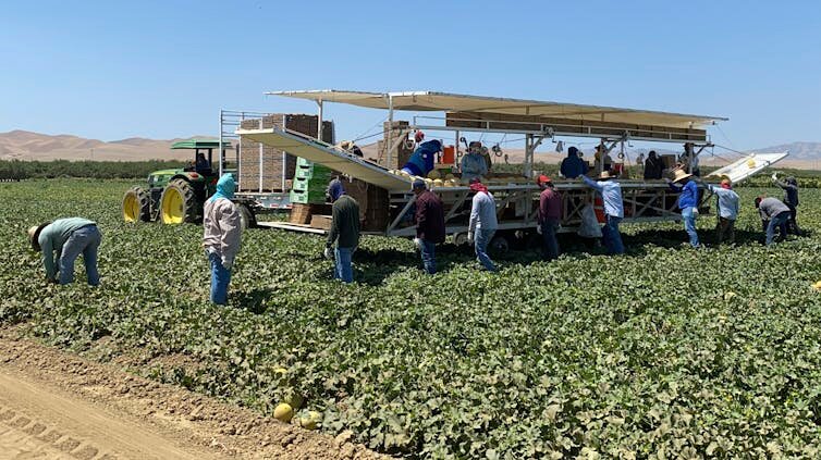 Farmworkers at Del Bosque Farms pick and pack melons on a mobile platform in Firebaugh, Calif., in July 2021.