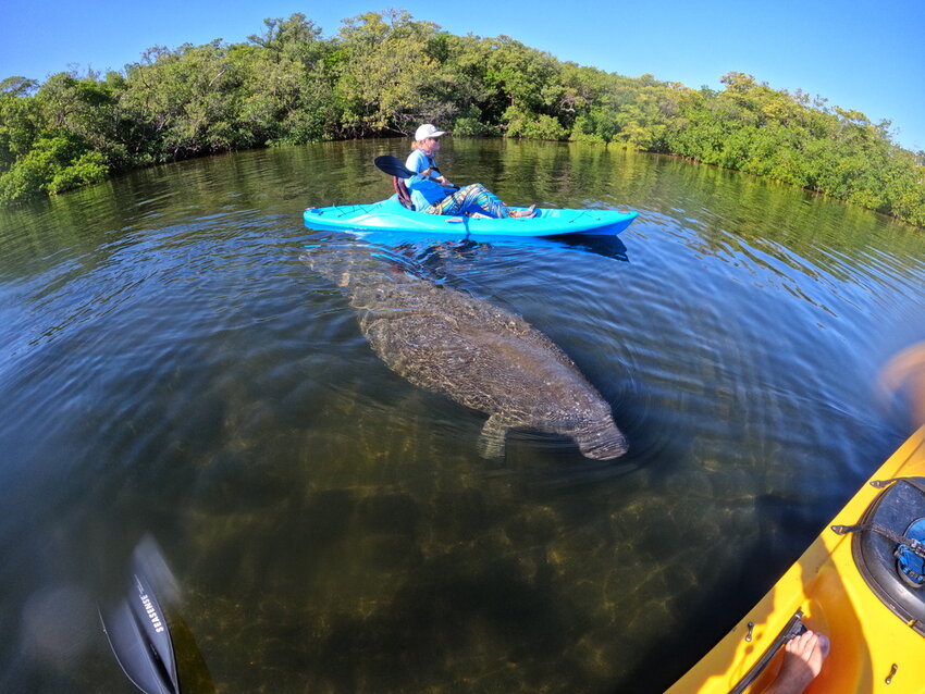 A manatee greets kayakers paddling near the property Rodney Barreto owns on Lake Worth.