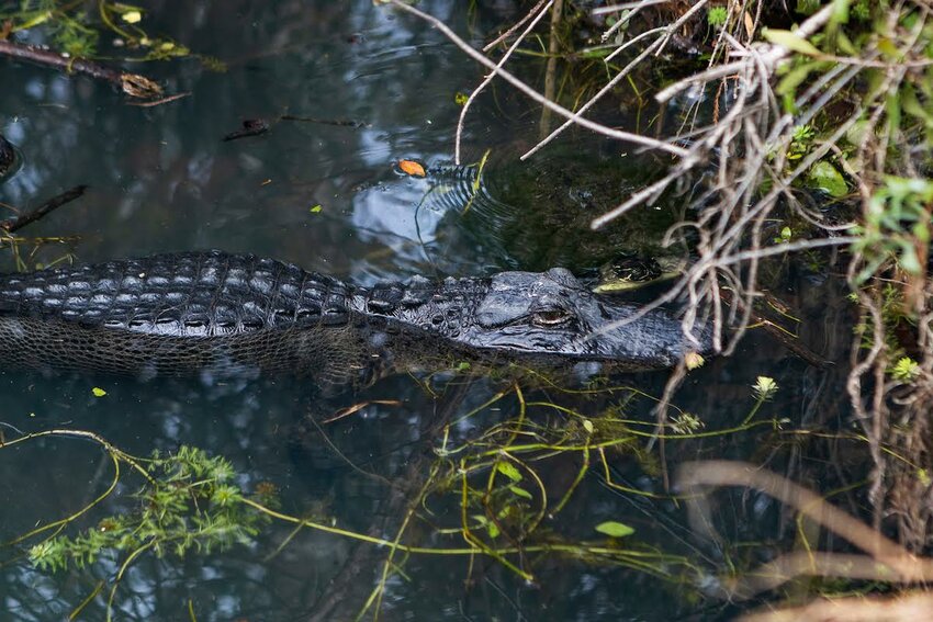 Gators in a small body of water. Photo taken 01-19-24