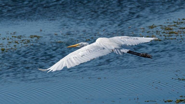 The Lake Apopka Wildlife drive turns 10 this weekend.