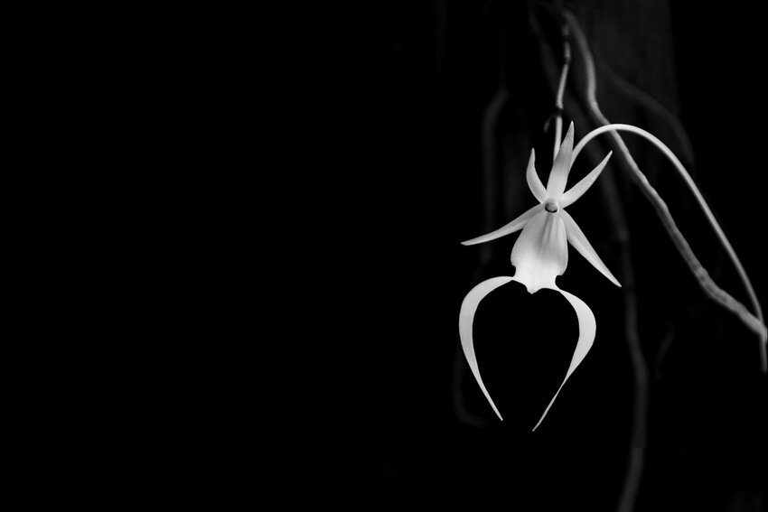 Extremely rare and endangered Ghost Orchid - Dendrophylax lindenii