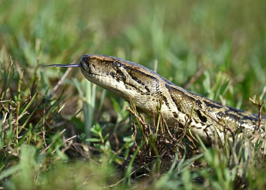 A Burmese python in southern Florida.