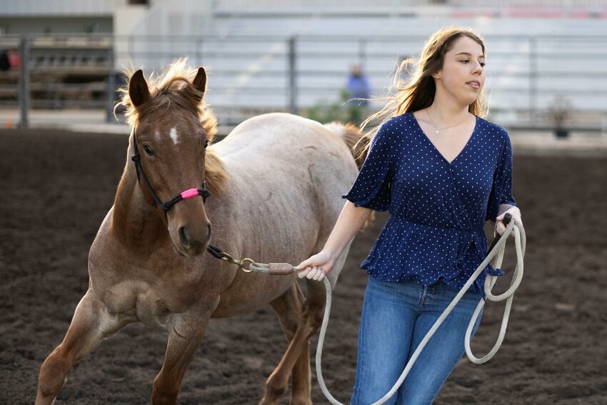 A UF/IFAS animal sciences student is taking a horse through an equine weanling course. Photo: UF/IFAS, Tyler Jones