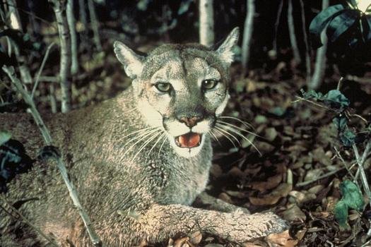 Panthers are solitary, elusive animals that are rarely observed in the wild. Fewer than 200 Florida panthers remain in their wild habitat today. (Wikipedia)