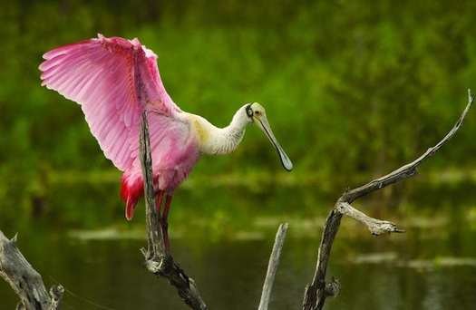 The Roseate Spoonbill (pictured) is among the species listed as endangered. (via flickr/MyFWCmedia)