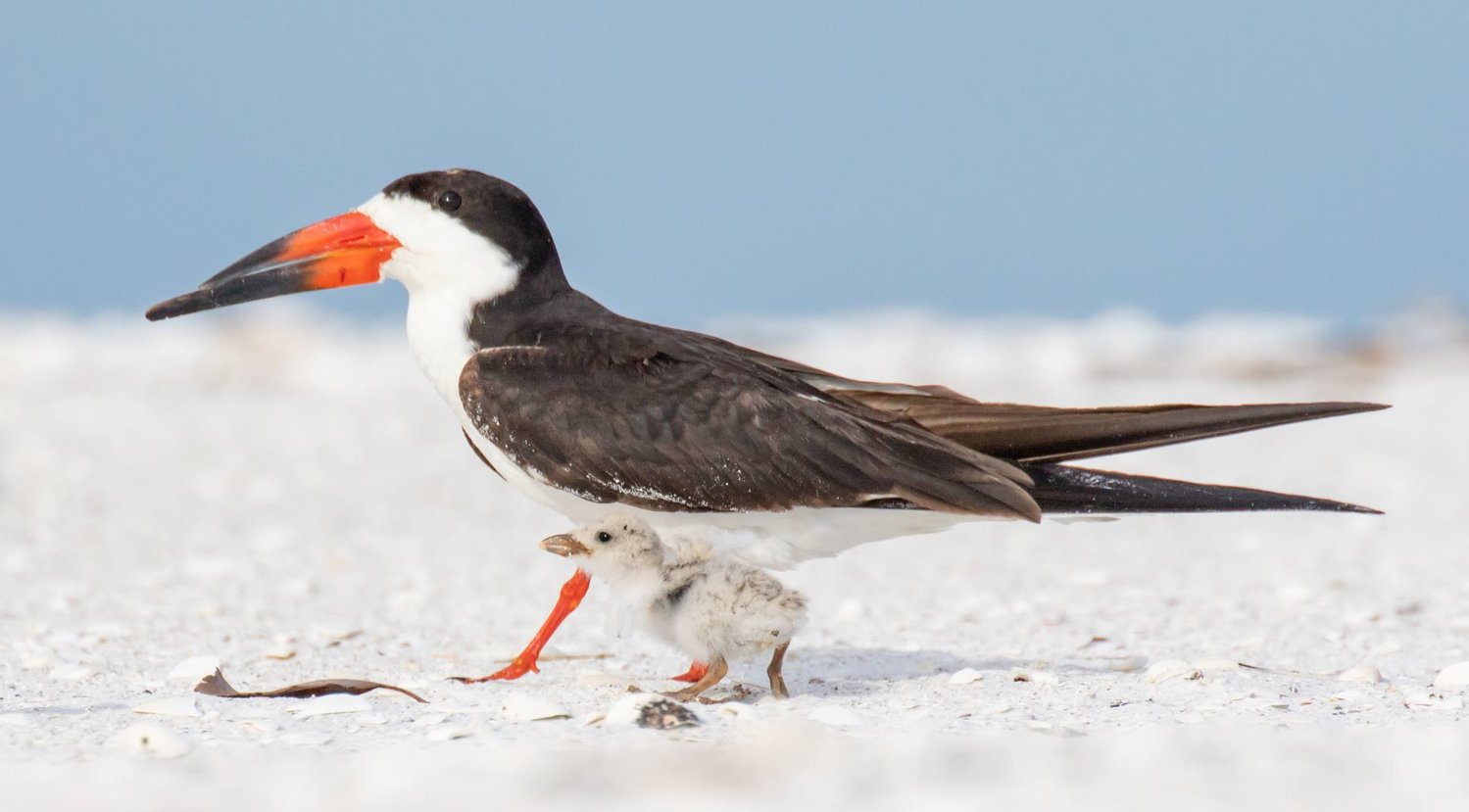 Black Skimmer with chick, photo by Jean Hall