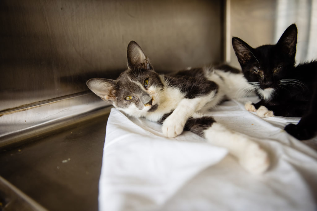 Cats rescued from local hoarder situation in Orange County
