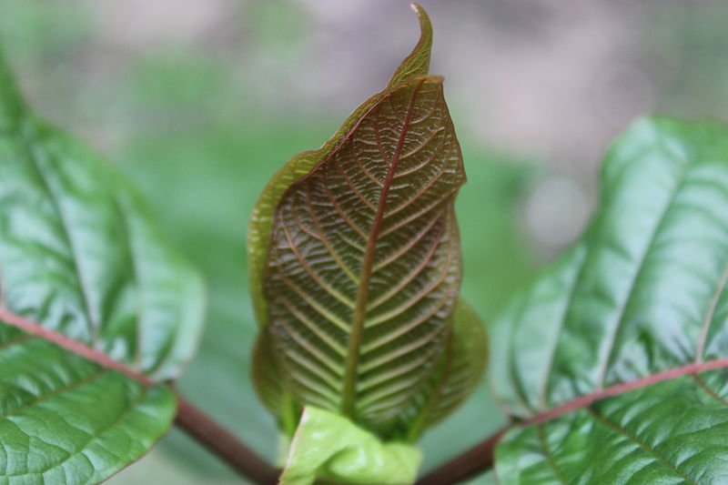 Kratom leaf, photo by wikimedia