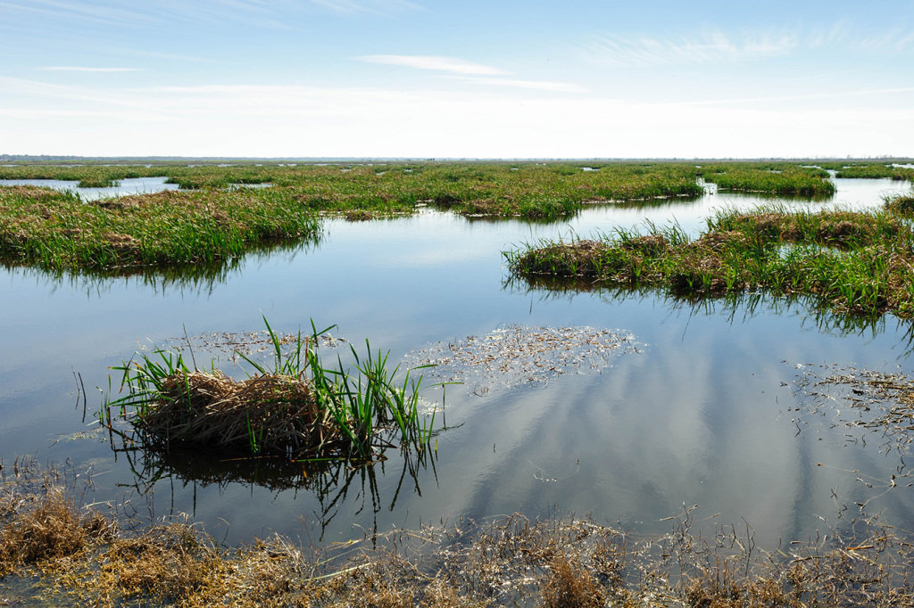 Open cattail marsh at Lake Apopka North Shore Restoration Area