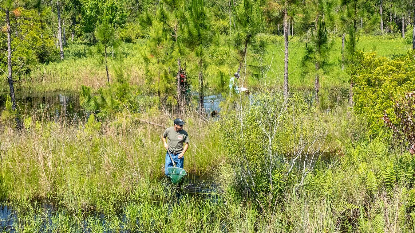 District scientists conduct a survey of plants and animals in the wetlands of the District’s Silver Springs Forest Conservation Area.
