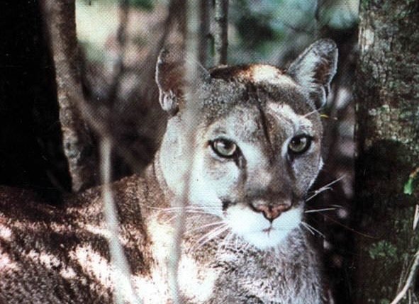Florida panther. Photo by State Archives of Florida.