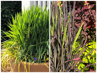 Rice is a staple grain but it also comes in beautiful, ornamental varieties. Credit: Brie Arthur, briegrows.com