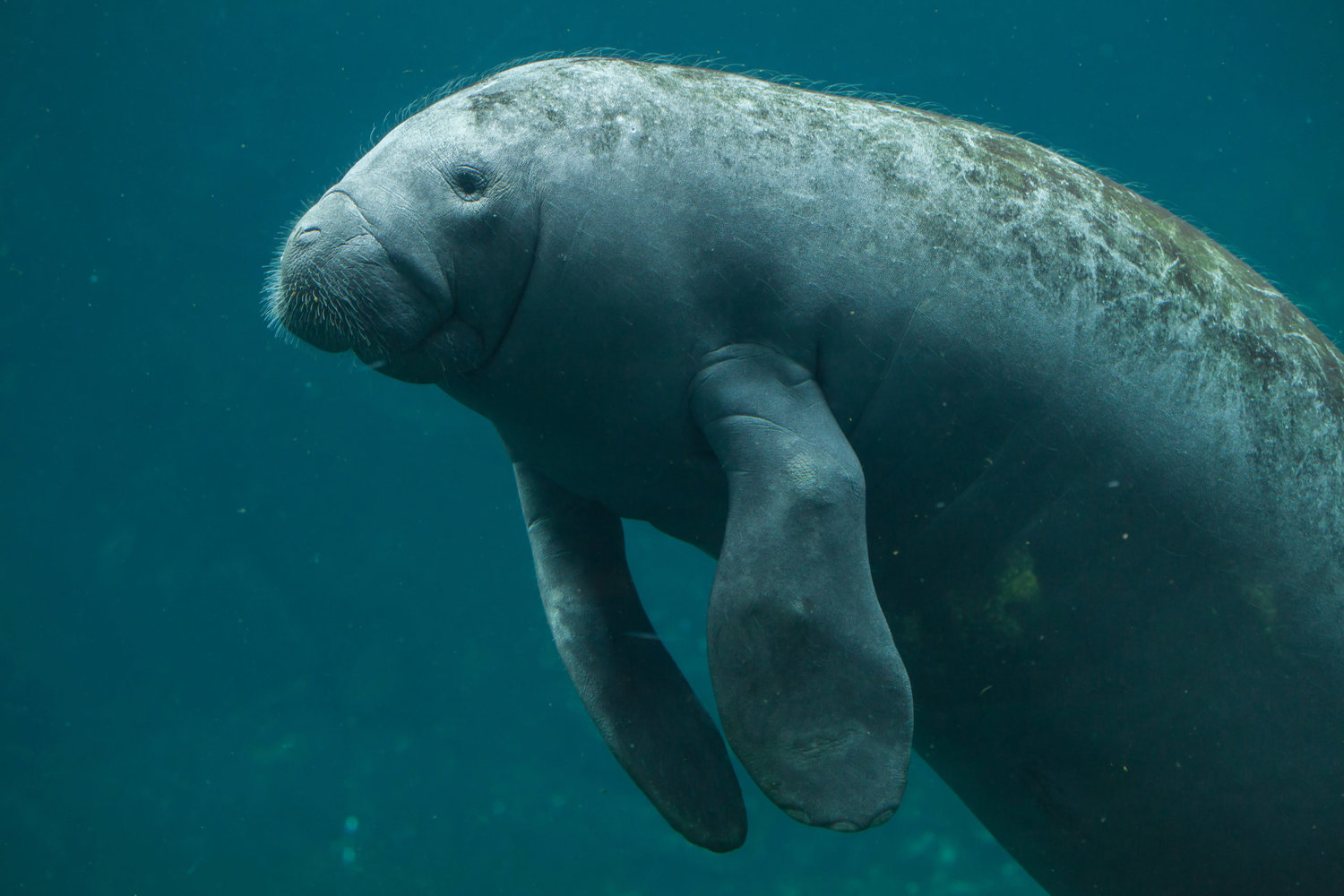 The most recent manatee population survey by the Florida Fish and Wildlife Conservation Commission shows 400 Florida manatees died in 2019. But 2021 could set a new mortality record, due to water pollution and loss of food and habitat. (Adobe Stock)