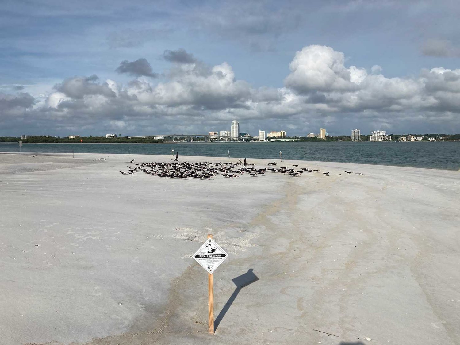 A colony of Black Skimmers regrouping on Clearwater Beach post Elsa