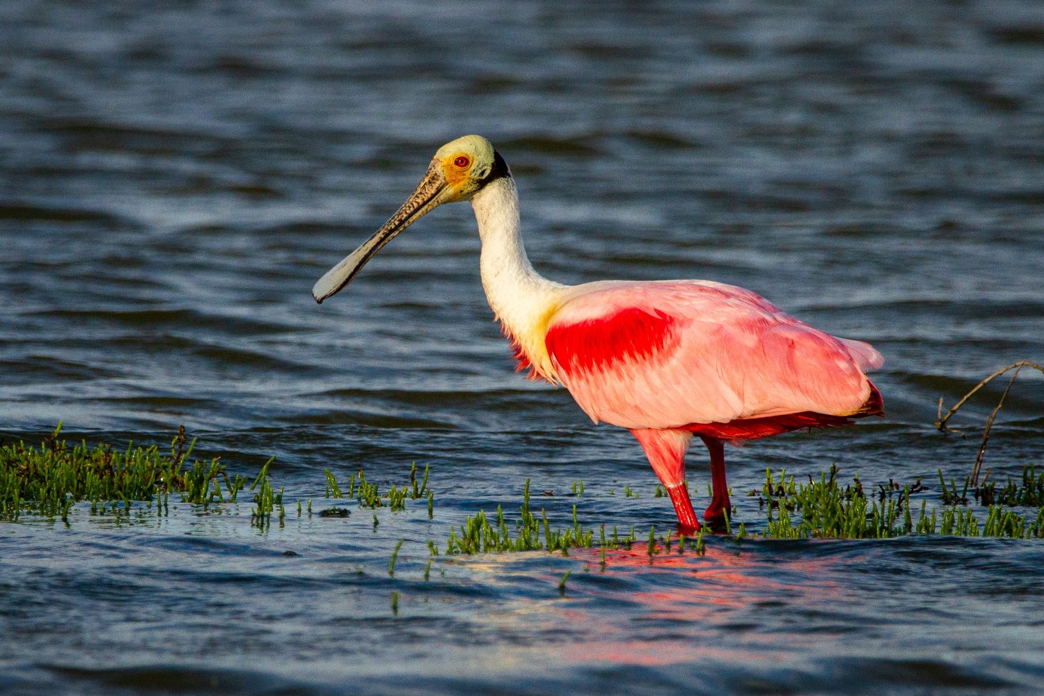 A roseate spoonbill wades in the shallow water.
