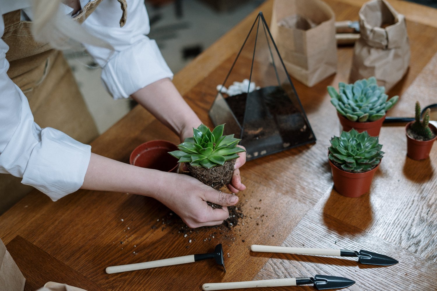 Succulent Plant Propagation is one of the courses offered by UF/IFAS this month.