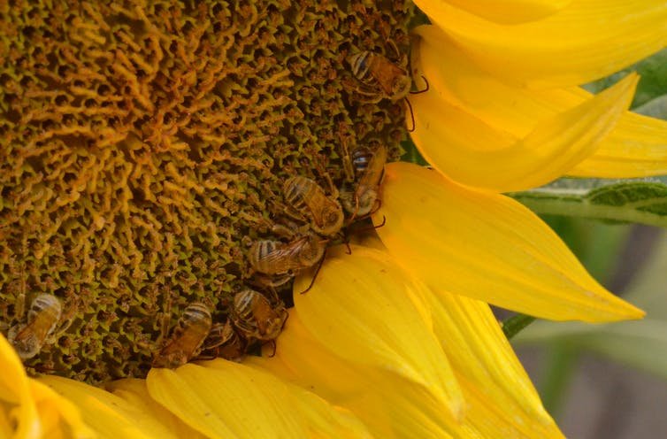 Bees feeding in monoculture fields of single crops such as sunflowers crowd together and pass parasites to one another at high rates.