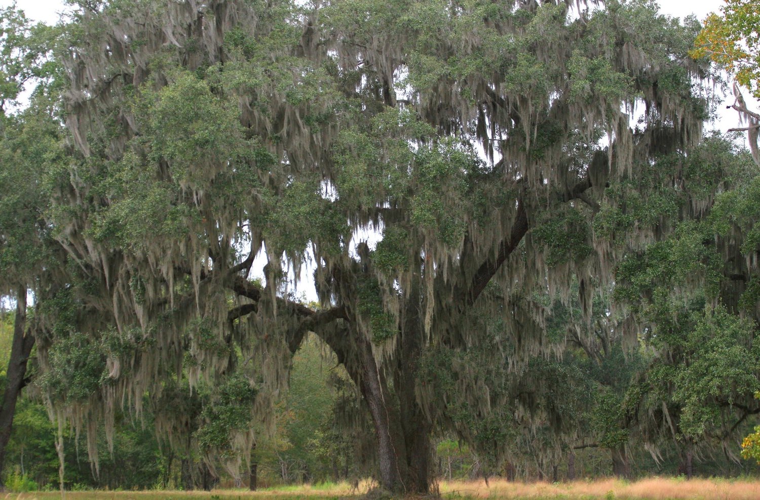 Live oak tree in a North Florida yard.